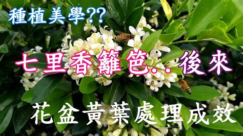 七里香水耕|七里香種植要點